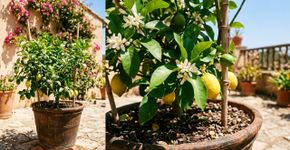 Os especialistas em jardinagem concordam sobre o limoeiro: “A luz e a irrigação são fundamentais para que produza frutos”