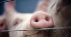 Mostra Internacional de Cinema pelos Animais recebe inscrições