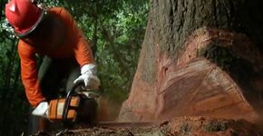 Manejo florestal permite derrubada de árvores velhas na Amazônia