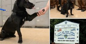 Presídio nos EUA estimula menores infratores a cuidar de cães