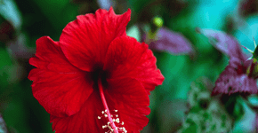 6 benefícios do hibisco para melhorar a autoestima
