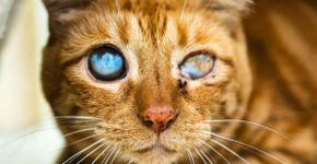 Esta fotógrafa captura imagens de gatos cegos para serem adotados