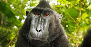 Selfie de macaco levanta debate sobre direitos autorais na web