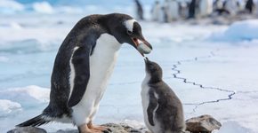 O jeito estratégico que o pinguim usa para pedir a namorada em casamento