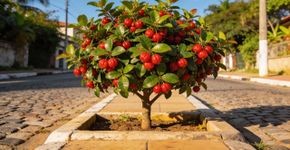 Essa árvore é perfeita para jardins pequenos, produz muitos frutos, faz sombra e não quebra a calçada