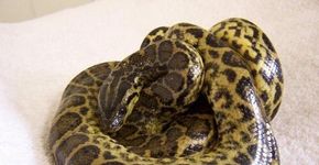Entidade que protege animais busca um lar para 39 cobras