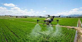 Extremadura utiliza drones para proteger 19 mil hectares de arroz contra uma praga que está devastando as plantações