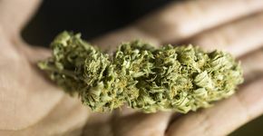Maconha não é tão prejudicial, diz pesquisa