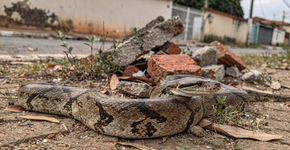 O bicho que parece perigoso mas na verdade é seu melhor vizinho