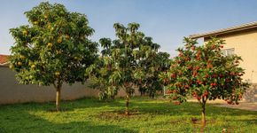 As árvores frutíferas simples de manter que recompensam com colheitas generosas
