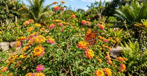 Não requer manutenção e floresce até a primeira geada: a melhor flor para a varanda já foi escolhida.