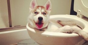 32 fotos que mostram animais pegos em flagrante