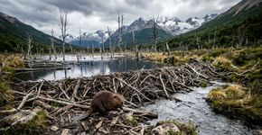 Em 1946, a Argentina soltou 20 castores na Patagônia para criar uma indústria de peles; décadas depois, eles devastaram florestas ancestrais