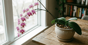 Phalaenopsis ou Cattleya? Entenda qual orquídea realmente sobrevive no seu apartamento