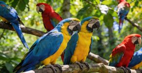 As cores das araras brasileiras que vai muito além da beleza