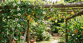 A fruta simples que enfeitava a mesa da sua avó e hoje em dia atrai borboletas coloridas para o seu jardim o ano todo