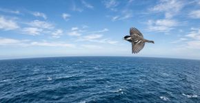 Sem comida ou descanso, um pássaro pesando 12 gramas atravessa dois continentes e um oceano em uma única jornada