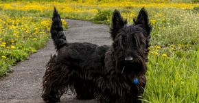 Cachorros rebaixados: 6 raças que se destacam pelas pernas curtas