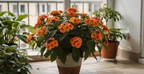 Uma planta que floresce o ano todo e transforma qualquer pátio em um jardim dos sonhos
