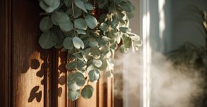 Essa planta aromática na porta de casa afasta insetos e purifica ambiente naturalmente