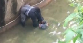 Abaixo-assinado pede punição de pais da criança que caiu em jaula de gorila