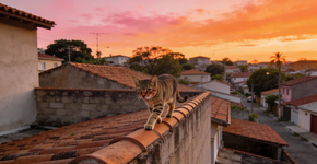 Para onde os gatos se escondem quando saem de casa