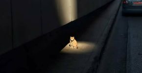 As melhores histórias com gatos de 2016