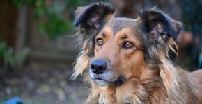 Animais poderão ser considerados vítimas do ponto de vista jurídico nos EUA