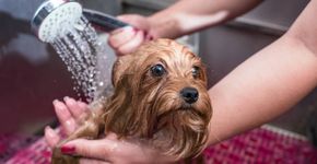 Deixe seu cachorro feliz e relaxado durante o banho