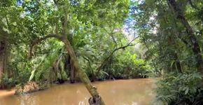 Filme de realidade virtual permite visita à Amazônia com guia