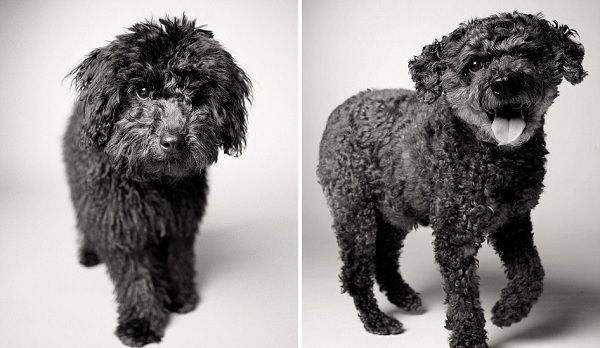 Rufus aos seis meses e aos 13 anos (Divulgação/Amanda Jones)