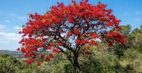 A árvore-do-coral parece comum durante parte do ano, mas sua floração muda tudo