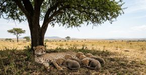 4 filhotes de guepardo nascem no Parque Nacional de Kuno e população da espécie na Índia chega a 56 animais