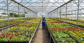 Um horto responsável por colorir parques e praças passou a produzir flores em escala impressionante: O espaço do Brasil de onde saem cerca de 300 mil mudas por mês para o paisagismo da cidade de Curitiba