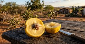 A fruta amarela que tem polpa cremosa e sabor único e que os nordestinos conhecem bem mas o resto do Brasil ignora