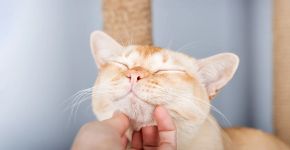 O que causa a acne felina? Saiba como tratar os pontinhos pretos no queixo e nos lábios do gato