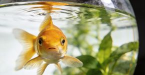 A mentira da memória de peixe que todos te contaram