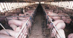 Aprovado projeto que proíbe a criação de animais em confinamento em SP