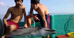 Pescadores abatem golfinho e fotos causam comoção no Facebook