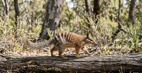 Mirmecóbio, os adoráveis animais que dão esperança ao país que é o epicentro mundial da extinção de mamíferos