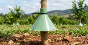 Nas casas mais verdes o jardim não tem formigas porque usam isso para cercar o tronco