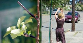 Grupo dos Estados Unidos planta árvores frutíferas secretamente