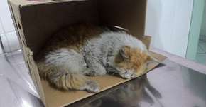 #AjudeGarfield arrecada doações para salvar gato atropelado
