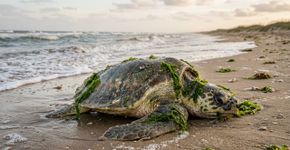 Ninguém entendeu o que era aquela estranha criatura verde que apareceu em uma praia do Texas em 7 de março, até descobrirem que era uma das tartarugas mais raras do mundo