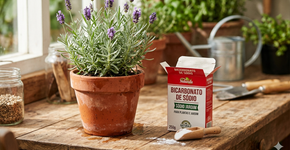 Colocar bicarbonato de sódio no jardim e nos vasos de flores: para que serve e por que é recomendado