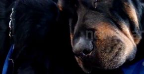 Rottweiler se recusa a se separar do irmão morto, e emociona a internet