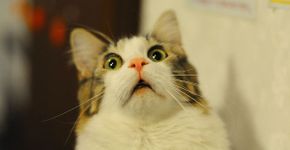 Entenda o porquê dos gatos se assustarem com pepinos