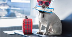 Foto: (damedeeso/iStock)