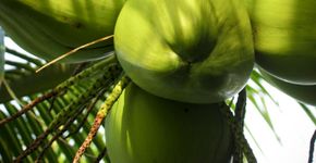 Empresário consegue aproveitar restos do coco, evita desperdícios e otimiza produção