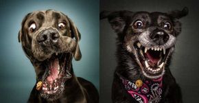 As expressões bizarras de cães tentando pegar biscoitos no ar